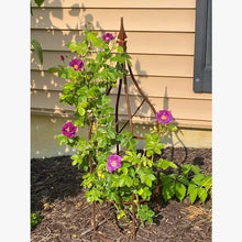 Solid Rose Topiaries Set of 5
