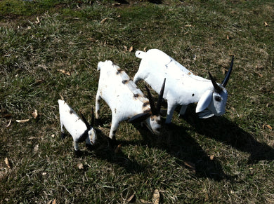 Set of 3 Goats
