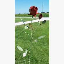 Double Giant Rose