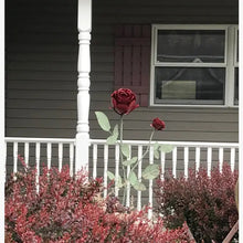 Double Giant Rose