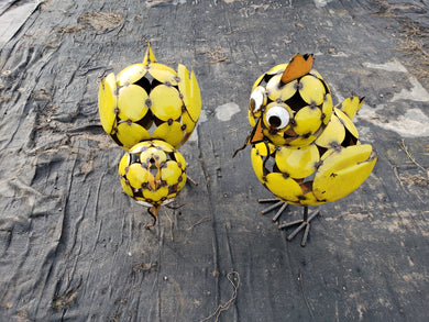 Pair of yellow chicks