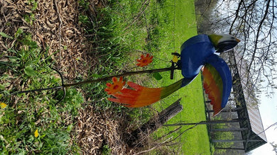 Colorful Parrot