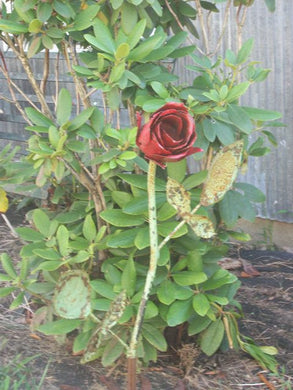 Heavy Rod Stem Rose