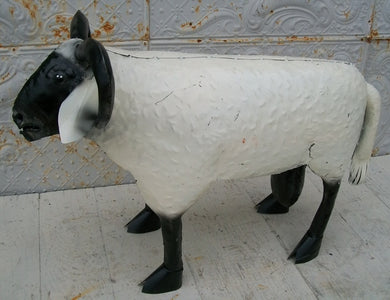Sheep or Ram