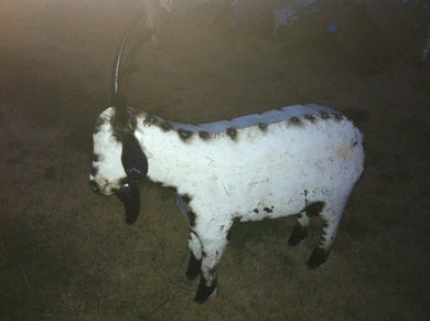 X-Lg Male Goat